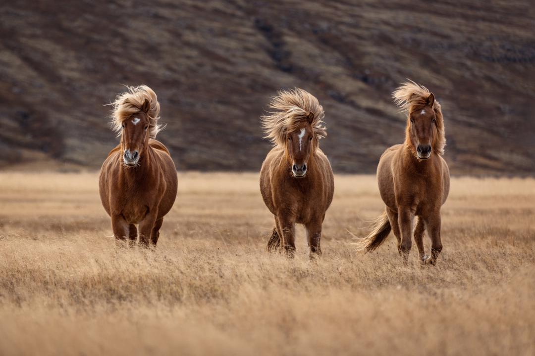 موهای افشان اسب‌ها در باد