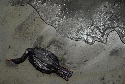 مرگ مرغان دریایی به دلیل آلودگی نفتی سواحل پرو