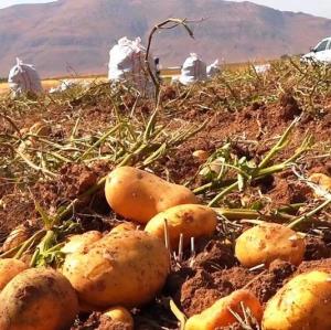 ایران در جمع 5 کشور برتر صادرکننده سیب‌زمینی در جهان