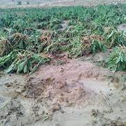 تحمیل خسارت سیل به بخش کشاورزی در جنوب کرمان