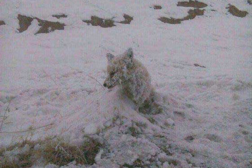 یخ بستن روباه بر اثر شدت سرما در کردستان