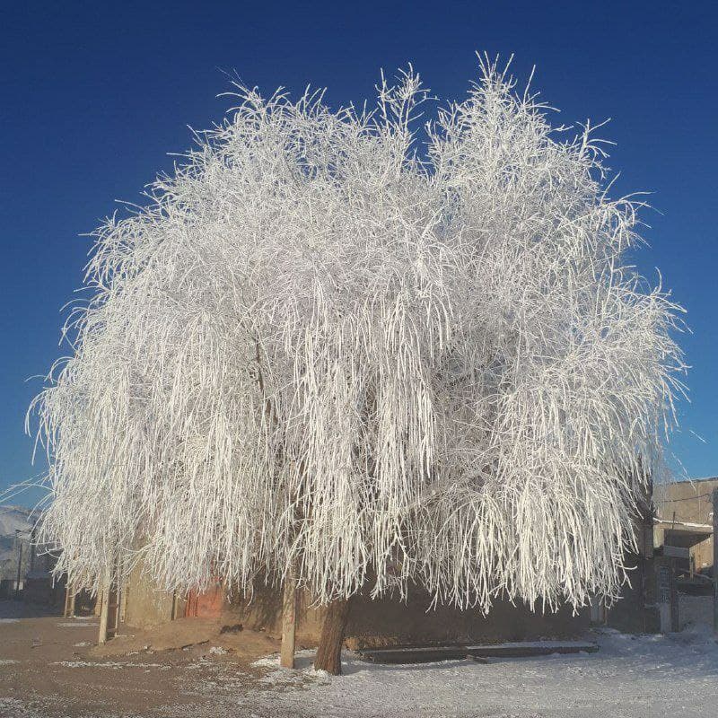 درخت یخی «شهر نورآباد» لرستان