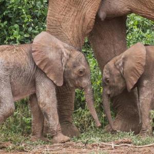 تولد فیل‌های دوقلو  کمیاب در باغ وحش کنیا