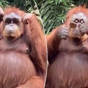 ویدیویی جالب و خنده‌دار از عینک زدن اورانگوتان