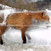 نجات روباه یخ زده در جاده چالوس 