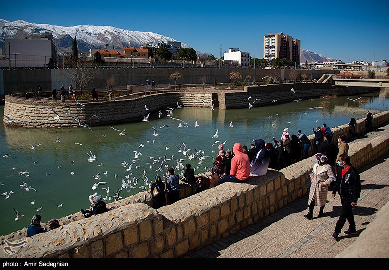 مرغان دریایی در شیراز