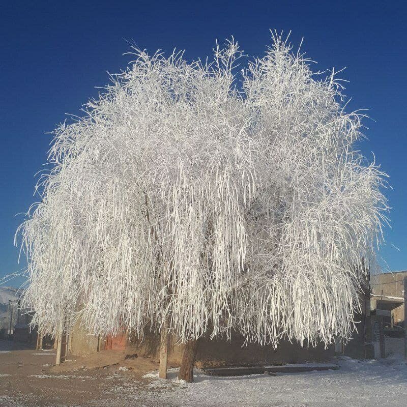  نمایی جادویی از درختی که در لرستان به طور کامل یخ زد!