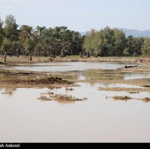 خسارت سیل به مزارع و باغات کشاورزی جنوب کرمان 