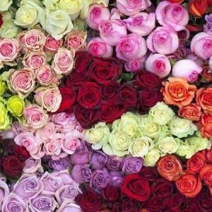 قیمت گل در آستانه روز زن