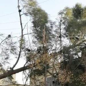 خسارت ۴.۵ میلیارد ریالی طوفان به شبکه‌های برق‌ سمنان