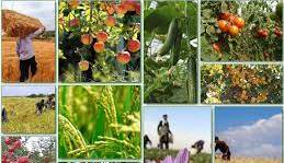 معاون وزیر جهاد خبر داد: صادرات 8 میلیون تن محصولات کشاورزی در سال گذشته