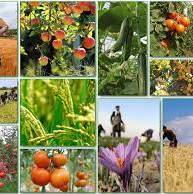 معاون وزیر جهاد خبر داد: صادرات 8 میلیون تن محصولات کشاورزی در سال گذشته