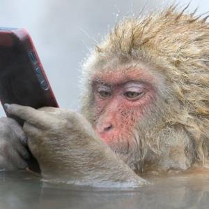 واکنش جالب و تعجب‌آمیز چند میمون به سلفی تلفن همراه