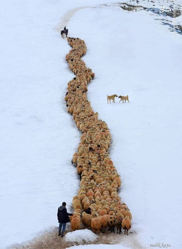 رژه گوسفندان در یک روز برفی