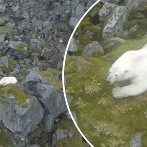 دیده شدن خرس قطبی تنها در منطقه‌ای بدون برف و یخ