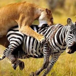 شکار گورخر توسط یک گله شیر