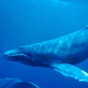 جستجو برای یافتن نهنگ گوژپشت گرفتار در بند