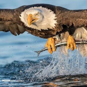 لحظه شکار ماهی در زیر آب توسط عقاب!