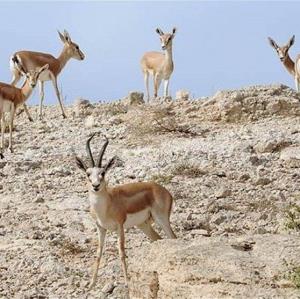 افزایش ۲۵ درصدی پستانداران وحشی علفخوار در قزوین