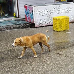 مزاحمت سگ‌های ولگرد صدای مردم را درآورده؛ دادستان: شهرداری باید پاسخگو باشد