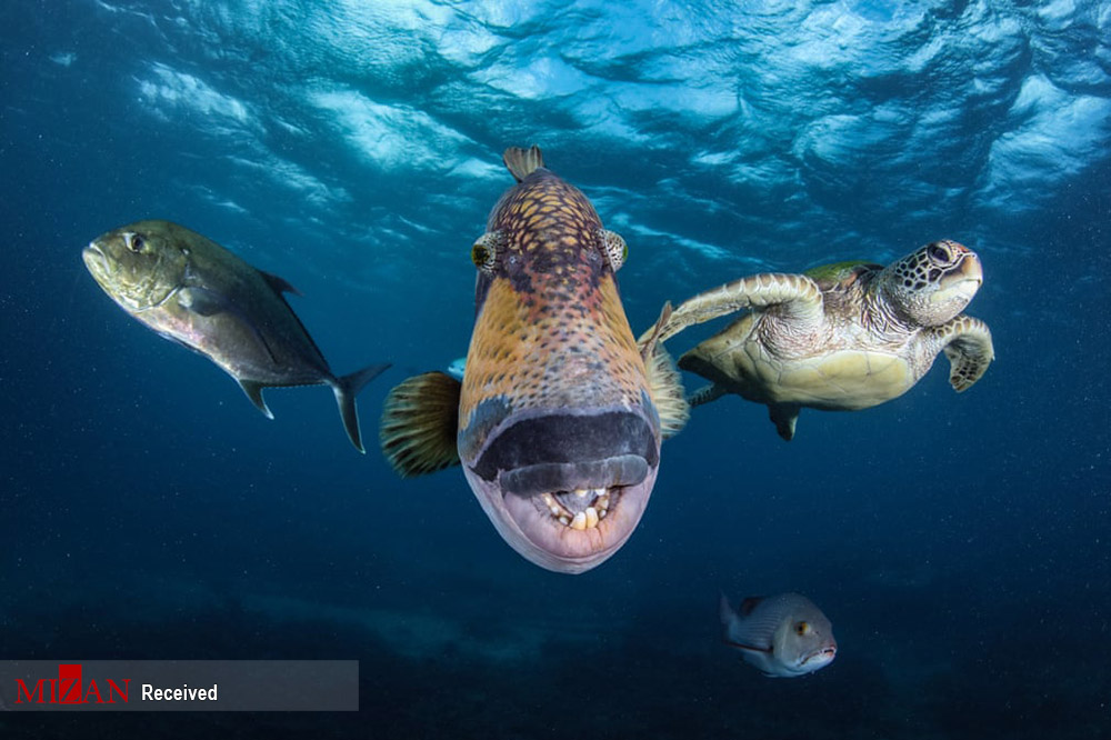 تصاویر خیره کننده از مسابقه عکاسی زیر آب ۲۰۲۱