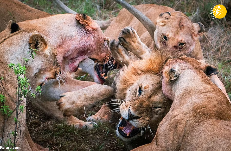 عکس/ حمله وحشتناک شیرهای ماده به یک شیر نر 