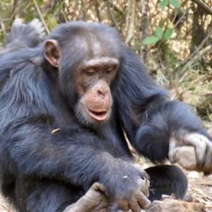 شامپانزه ها به تنهایی ابزار نمی سازند