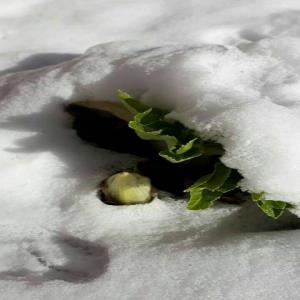 عکس/ «نوزاد برف» در حال رشد