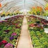 بهره برداری از ۸ طرح گلخانه‌ای در مازندران