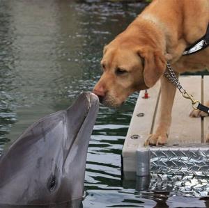 بازی جالب و خنده‌دار یک دلفین با سگ بازیگوش