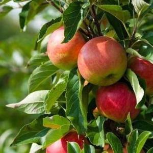 پیگیری صادرات سیب ارومیه از طریق افغانستان به هند و پاکستان