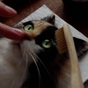 ساخت پرتره سه‌بعدی از گربه‌ها
