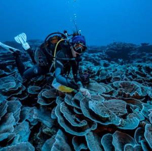 کشف یک باغ بکر مرجان دریایی