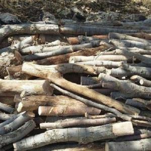 کشف ۱۰ تن چوب تاغ قاچاق در شاهرود