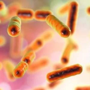 باکتری های مفید در بدن ما چه کاری می کنند؟