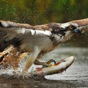 شکار ماهی توسط عقاب در رودخانه
