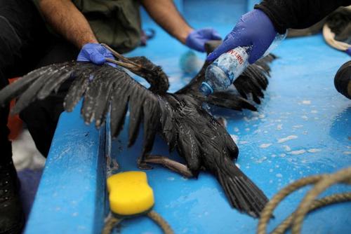 تمیز کردن بدن مرغان دریایی از آلودگی نفتی در سواحل پرو