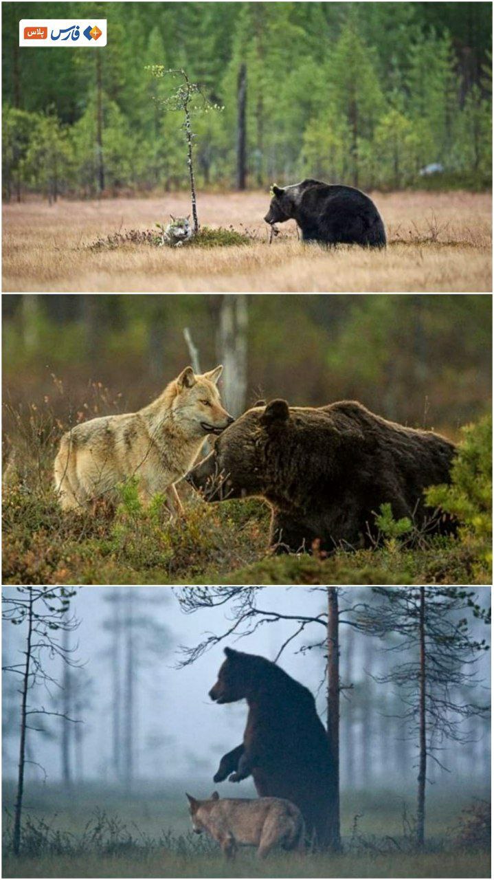 دوستی عجیب گرگ ماده با خرس نر! 