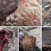 حمله گرگ گرسنه به گله گوسفند در کوهدشت