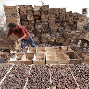 نباشت ۲۰ هزار تن خرما در سردخانه‌های خوزستان