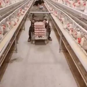 جمع کردن تخم مرغ در مرغداری صنعتی
