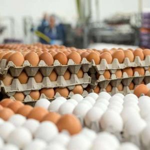 توزیع ۱۰۰ تن تخم‌مرغ وارداتی برای ایجاد تعادل در بازار آذربایجان‌غربی