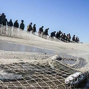 صید ۹۰۰ تنی ماهی استخوانی در دریای مازندران