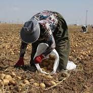 برداشت سیب‌زمینی در جنوب کرمان و گلایه همیشگی کشاورزان