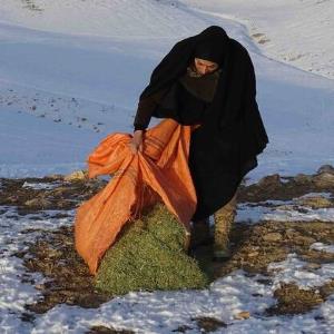 توزیع علوفه در مناطق حفاظت شده محیط زیست کردستان