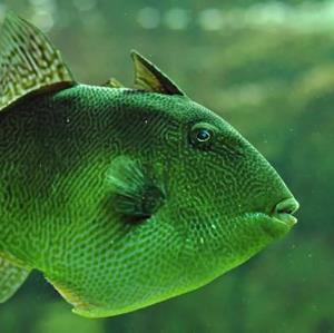 مکانیزم دفاعی یک ماهی در مواجهه با خطر