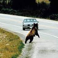 وضعیت عجیب خرس پس از تصادف شدید با خودرو 