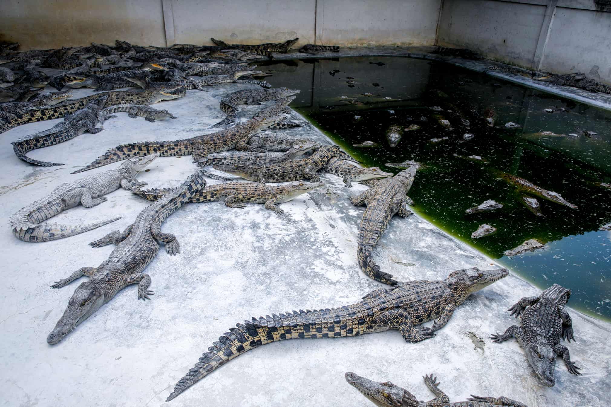 تصویری از یک مزرعه تمساح