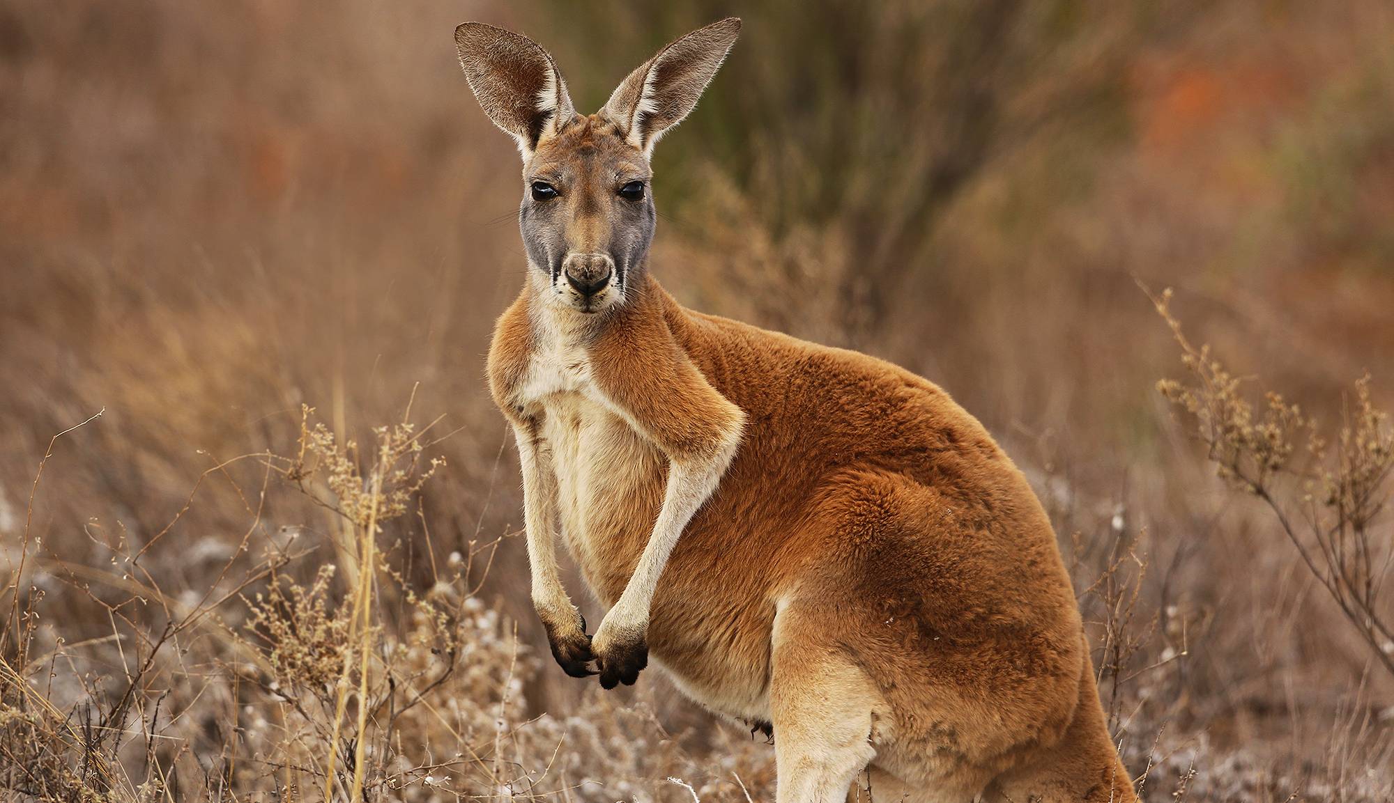 عجایب حیرت‌انگیز کانگوروها