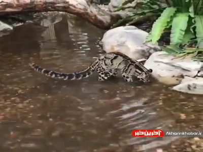 «پلنگ‌ ابری» یه گربه‌سان خجالتی